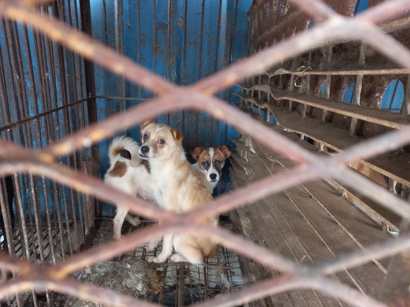완주군유기동물보호소_445472202300270